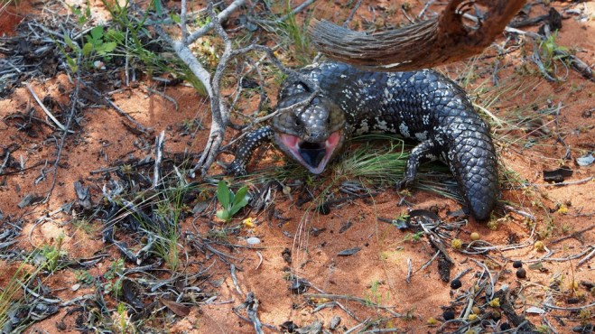 Und plötzlich hatten wir den Angriff eines Wildtieres abzuwehren. Nein, es war  ganz harmlos, ein Tannenzapfenskink am Wegesrand.