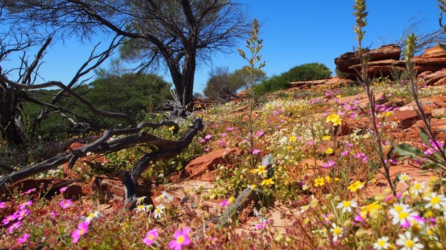 Überall blühen jetzt die Wildblumen, sie säumen die Straßenränder und leuchten in allen Farben, soweit das Auge reicht. In dieser Hinsicht haben wir die perfekte Reisezeit gewählt.