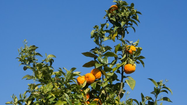 20160225_mallorca-blog_5